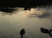 DSC08262.JPG
